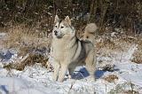 SIBERIAN HUSKY 755
